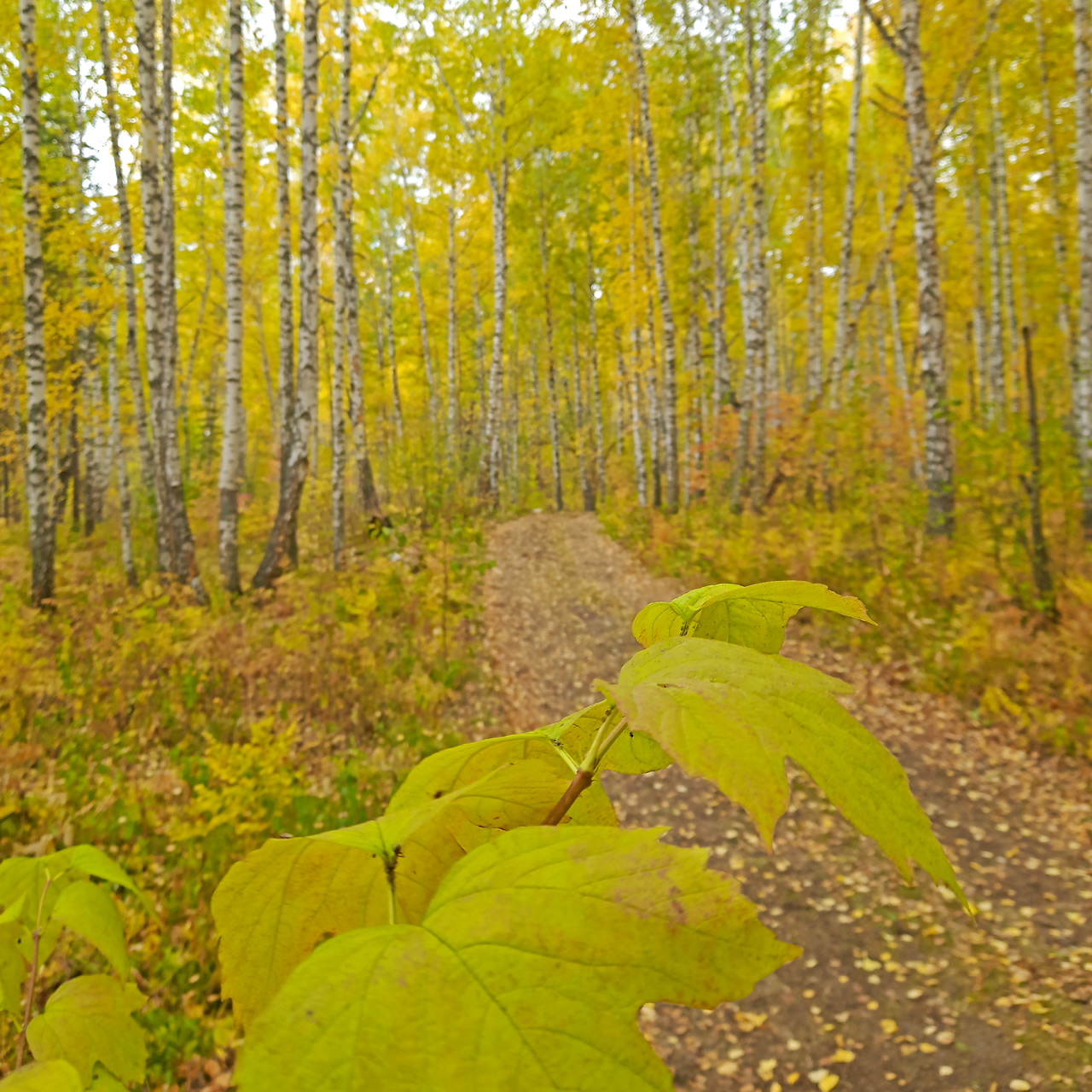 Осенний березовый лес Красноярск