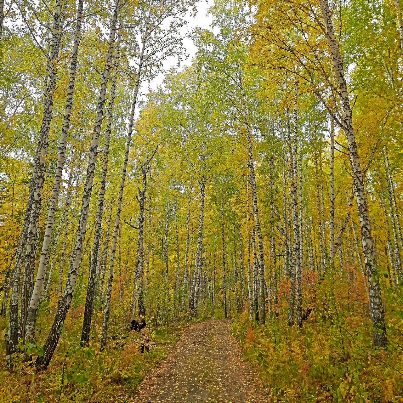 Березовая роща березовый лес осенью золотой в Красноярске