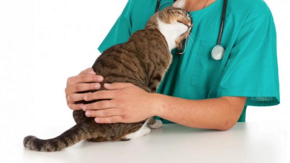 Ветеринар и кот