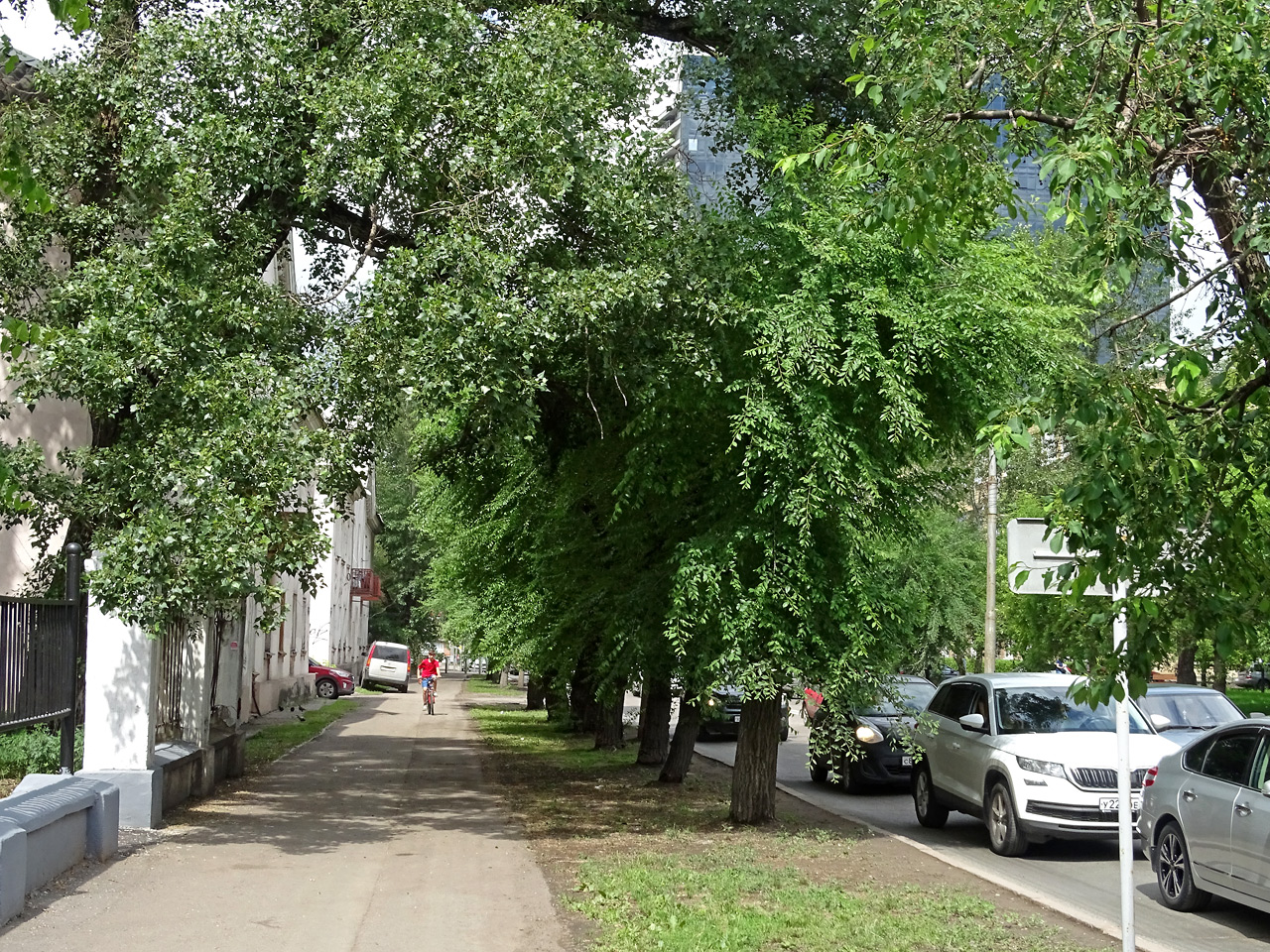 Зелень на тротуаре Красноярск