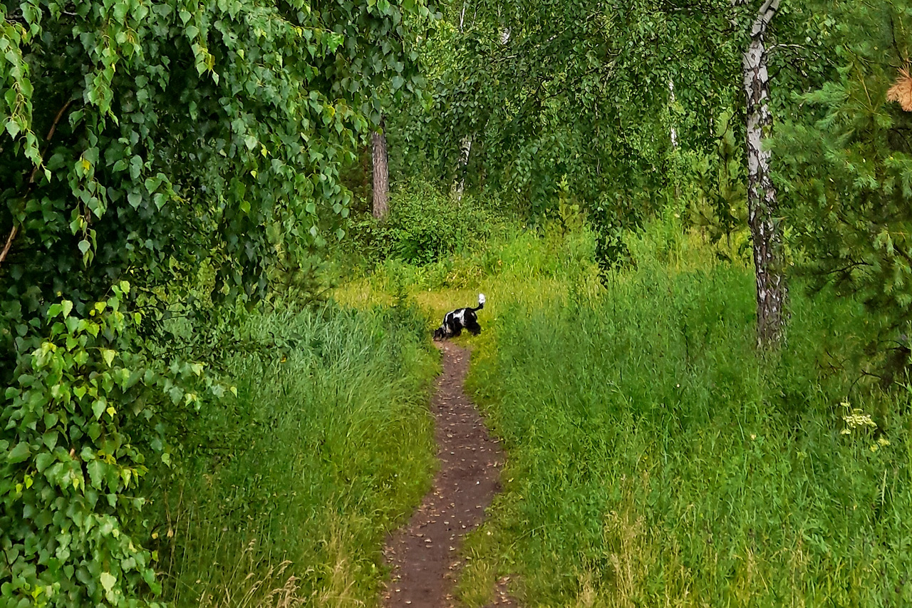 Собака гуляет в лесу Академгородка Красноярска