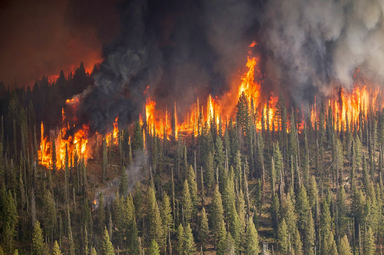 Сибирская тайга каждый год стабильно горит. И с каждым годом все больше и больше