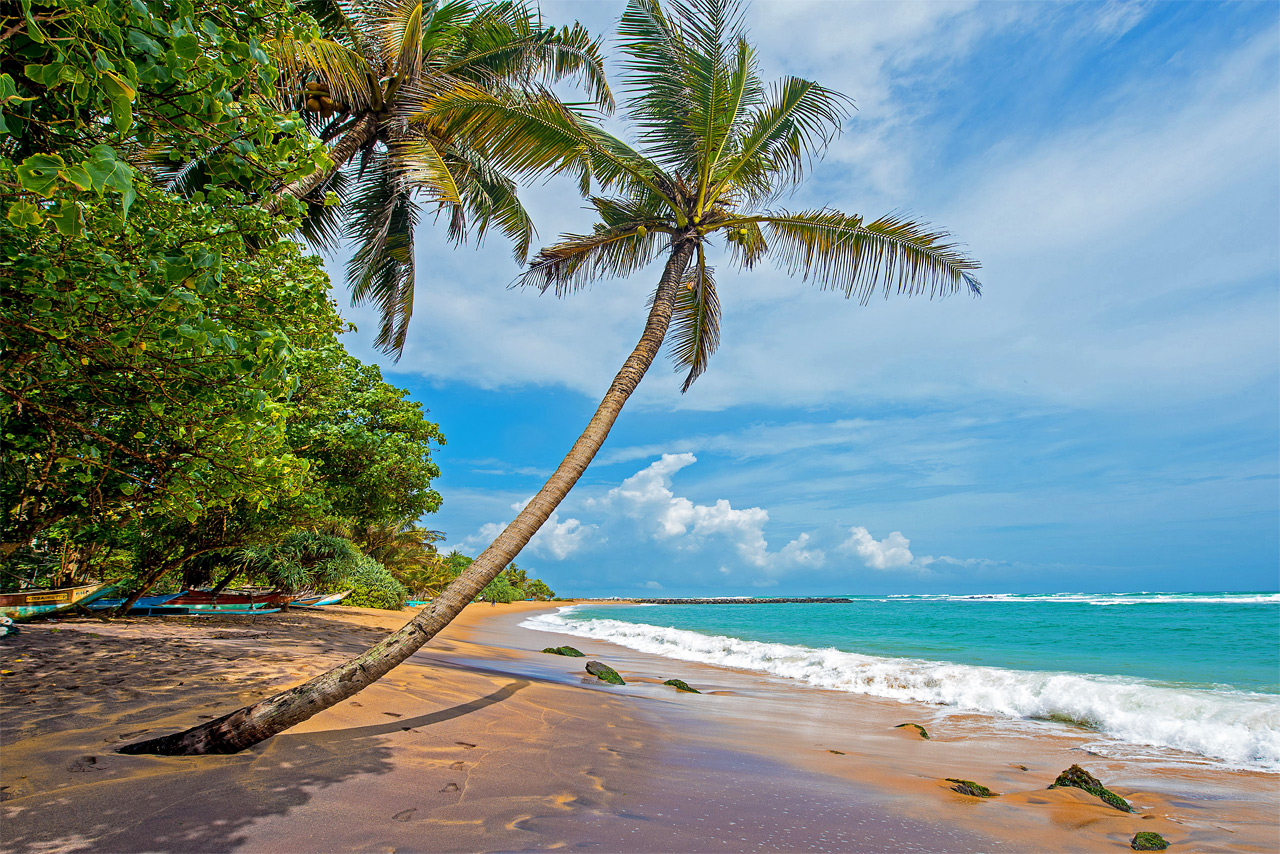 пальмы на морском пляже в экзотической стране