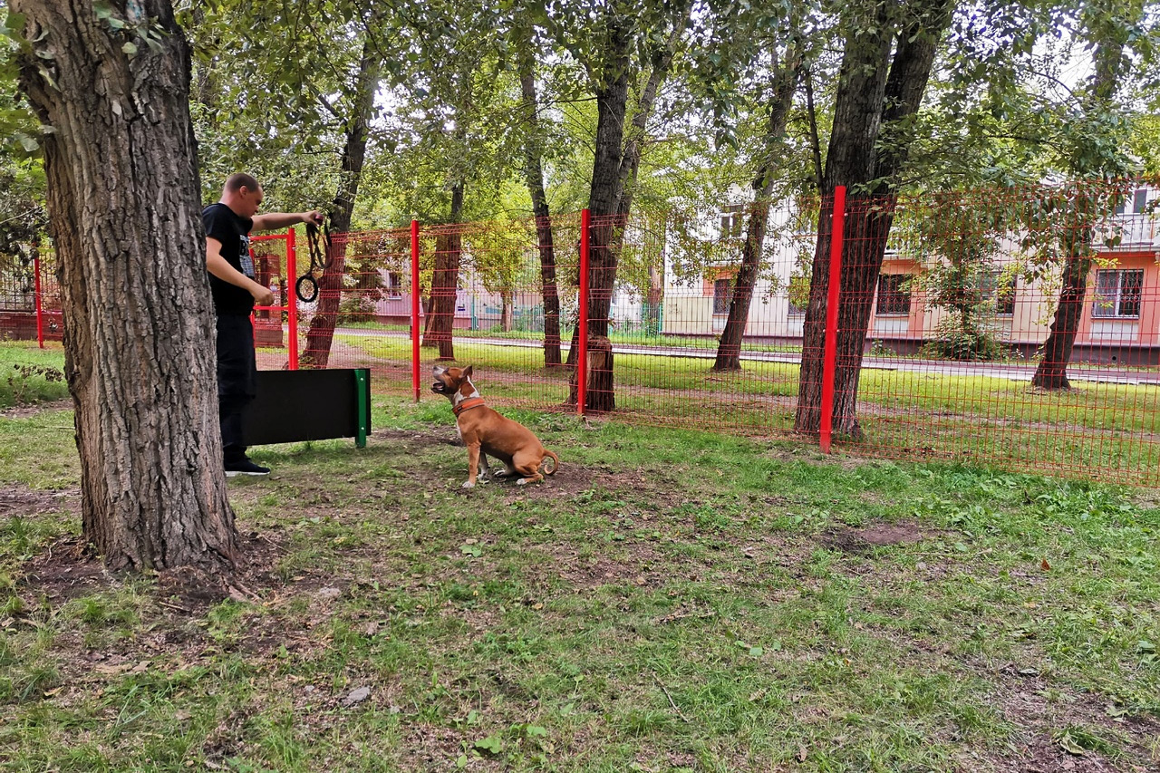 Площадка для выгула собак в Красноярске